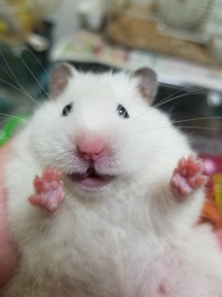 このタグ見た人は持ってる画像で戦闘力低そうな画像を貼れ にお間抜け