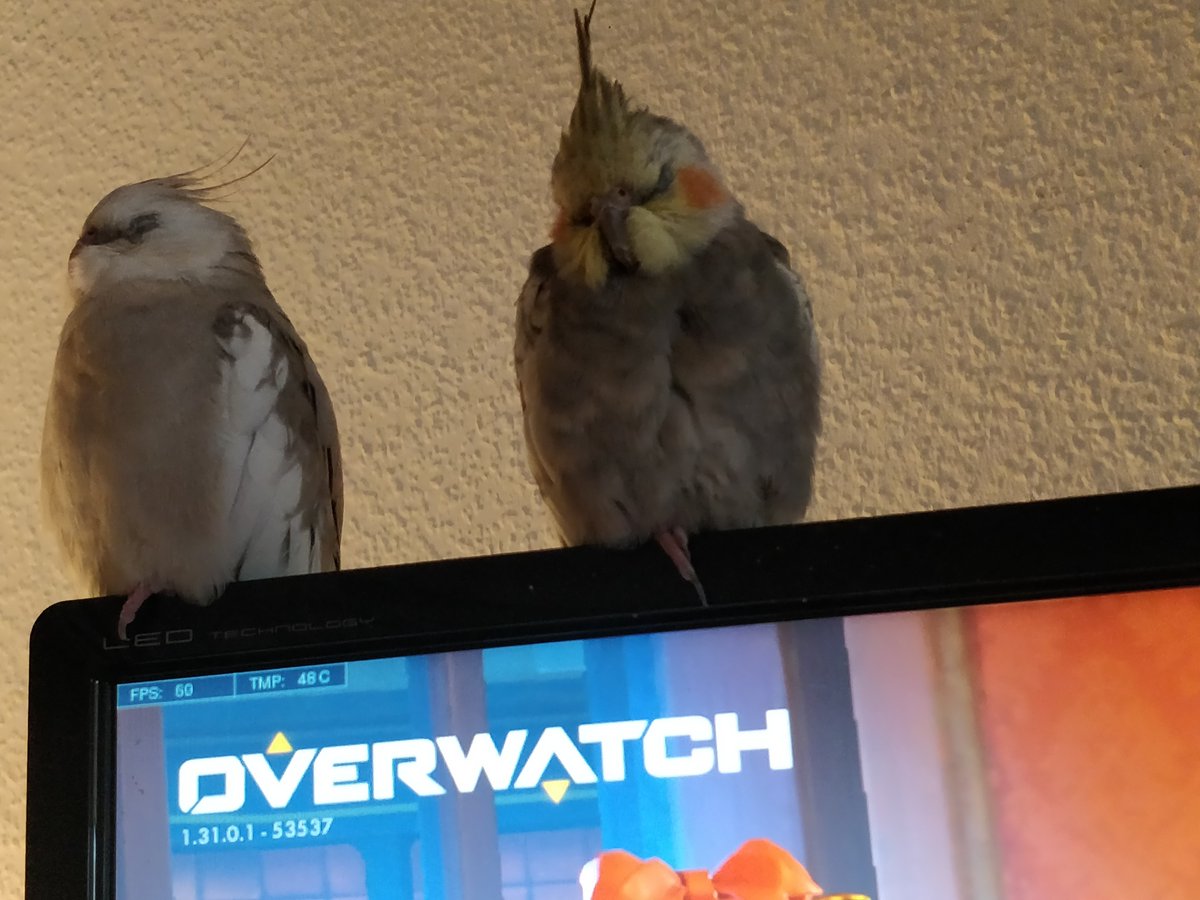 Quick nap between ranked games 🐤