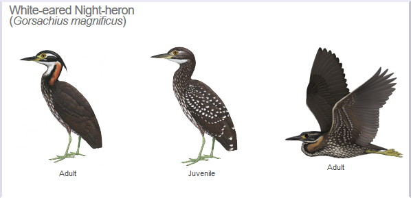 HBW Alive tweet media