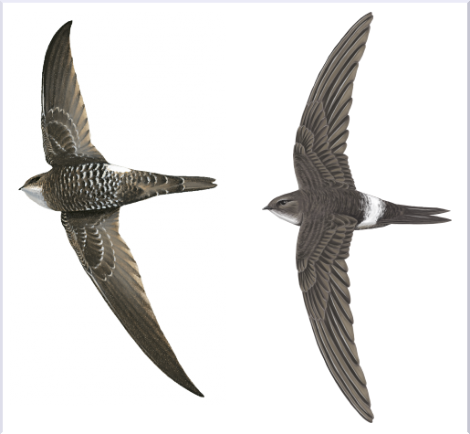 HBW Alive tweet media