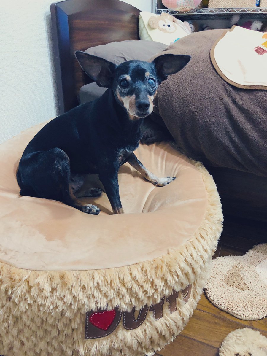 ダッフィービーズクッション