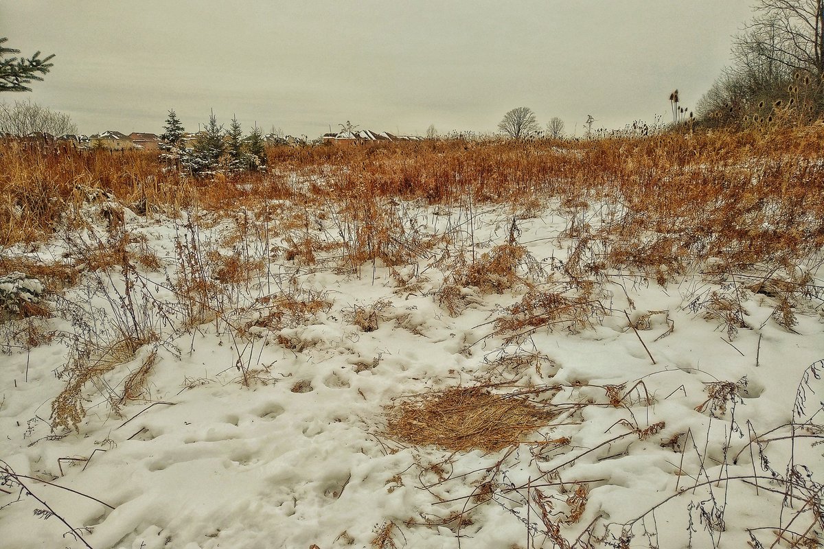 TRCA Restoration tweet media