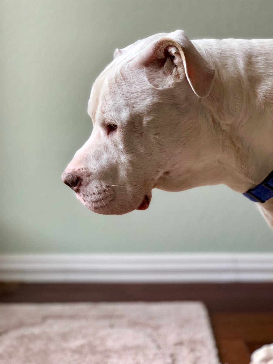 Mandolinv tweet media