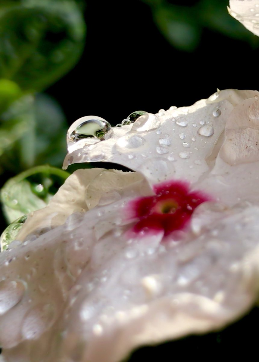 Mandolinv tweet media