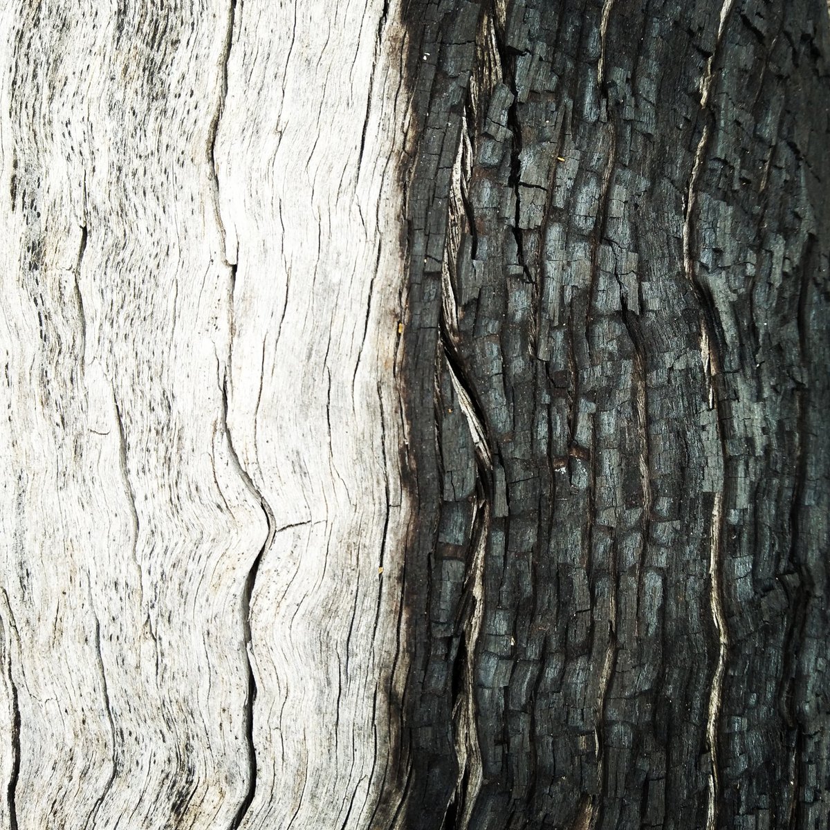 LittleMothling's tweet photo. I found a dead tree that was perfectly half burnt. I might have to go see it again tomorrow to take some better photos 👏
#photography #nature #naturephotography #tree #treesaregay #art https://t.co/y6ERfHwyN7