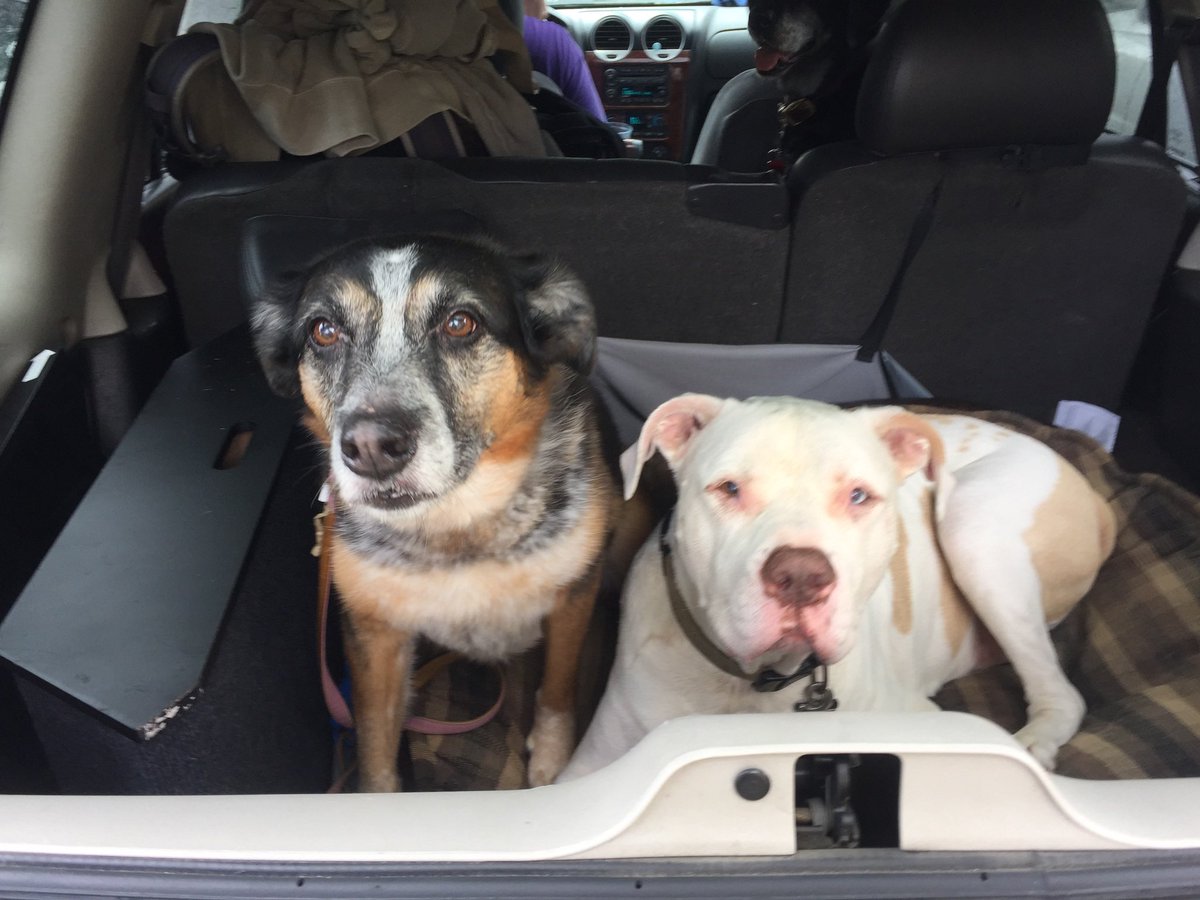 Mandolinv tweet media