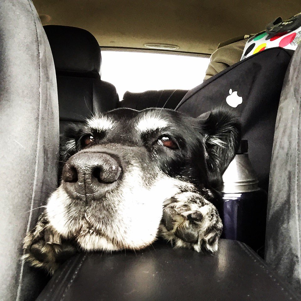 Mandolinv tweet media