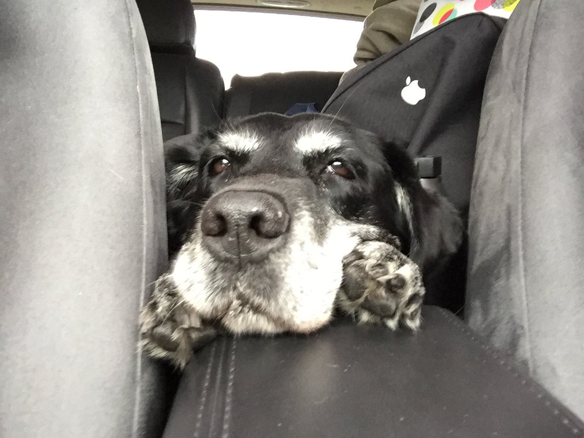 Mandolinv tweet media