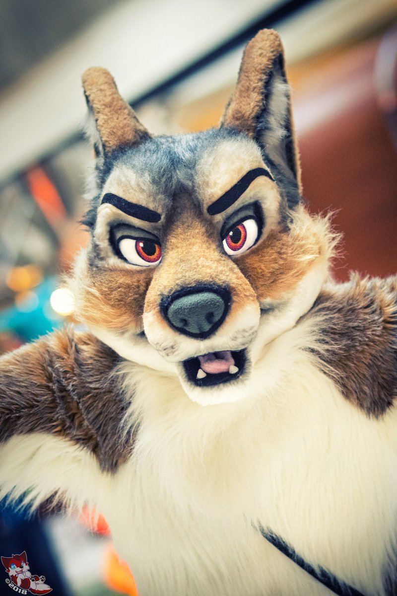 Look at this jackal! 🌟
Suiter: <a href="/Tom_Lord/">Malamutt / Jack</a> 
Con: MFF2017