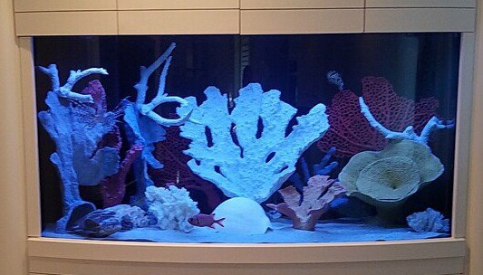 FGFlow's tweet image. That saltwater tank just to much work these days? Just want to relax and watch your fish? Tired of the salt creep? Then a tank conversion is the answer. Make an appointment with our service team and they will convert your saltwater tank to freshwater.
thefishgallery.com/pages/services