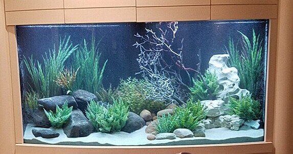 FGFlow's tweet image. That saltwater tank just to much work these days? Just want to relax and watch your fish? Tired of the salt creep? Then a tank conversion is the answer. Make an appointment with our service team and they will convert your saltwater tank to freshwater.
thefishgallery.com/pages/services