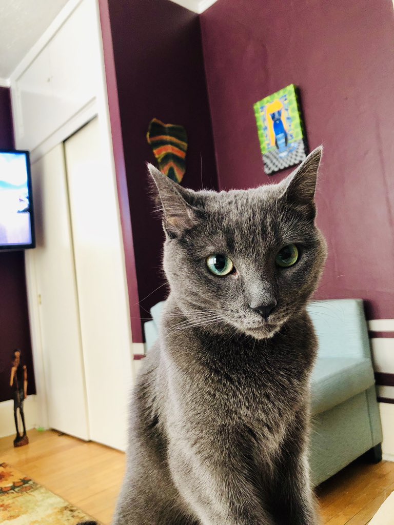 A_affirmations's tweet photo. @GeneralCattis Really human we all know who runs this house #furpower https://t.co/a69yitYJ60