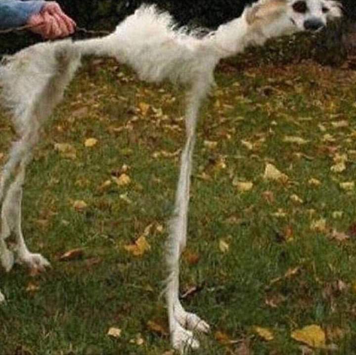 TVMaresol's tweet image. Conheça o cachorro vegano que só come chinelo do dono se for feito com látex sustentável