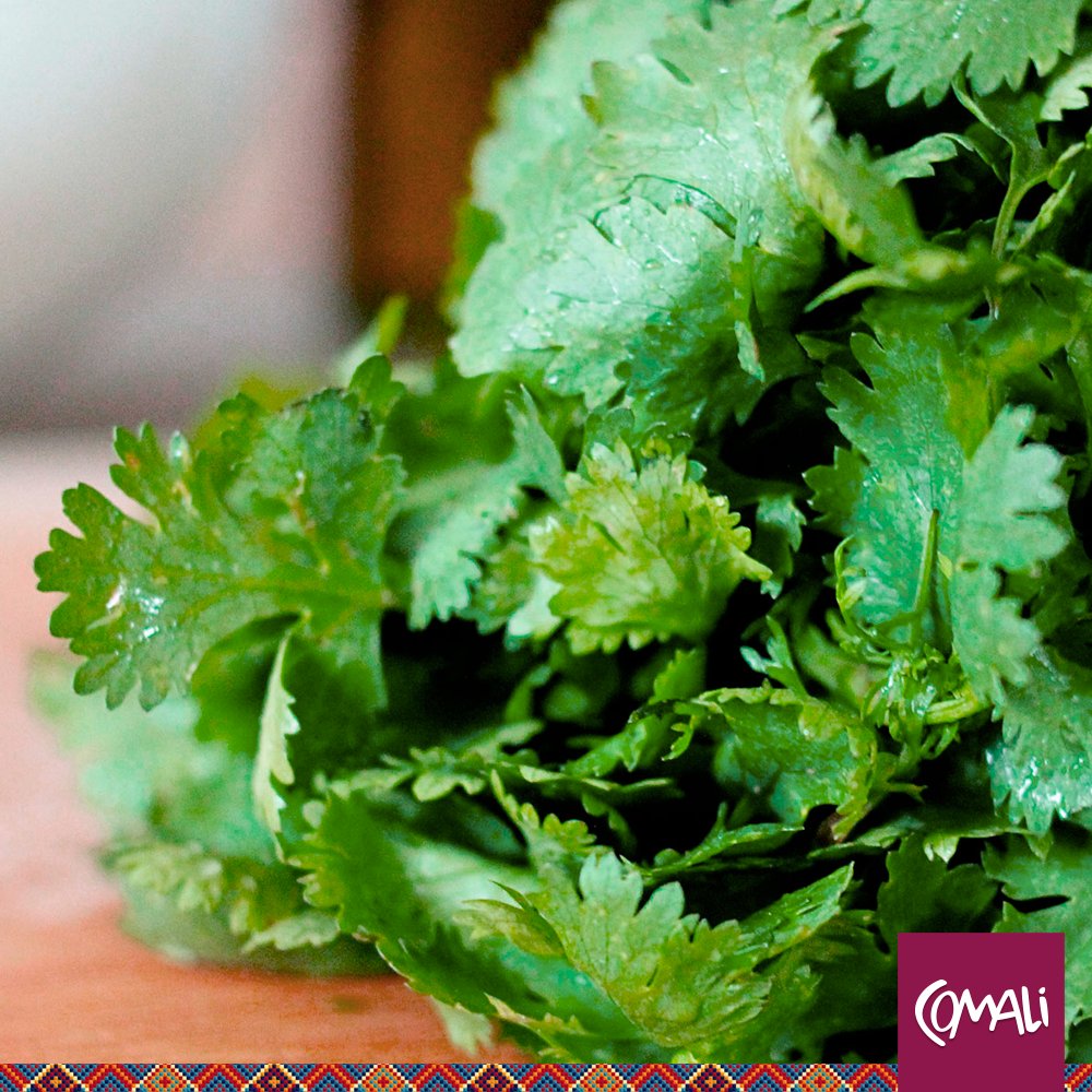 ComaliMexico's tweet photo. El cilantro se utiliza en una gran variedad de platillos como complemento, cuenta con propiedades que ayudan a combatir el colesterol. https://t.co/ci0jAnloNr