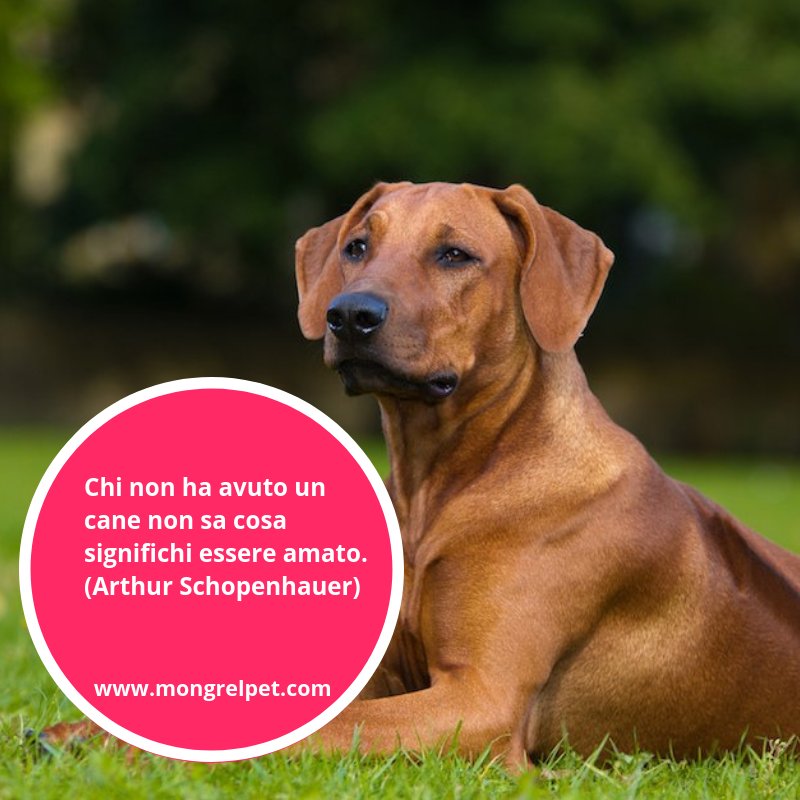 mongrelpetcom's tweet image. Chi non ha avuto un cane non sa cosa significhi essere amato. (Arthur Schopenhauer) #mongrel #cani #aforismi