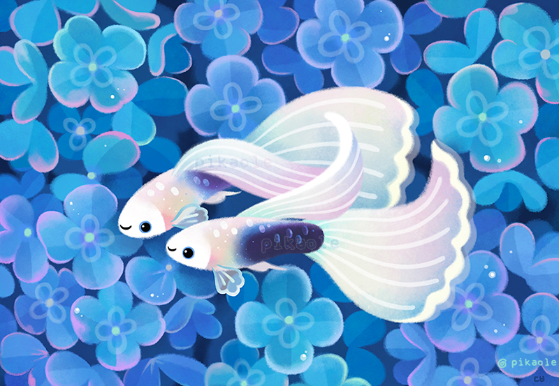 White tuxedo guppy