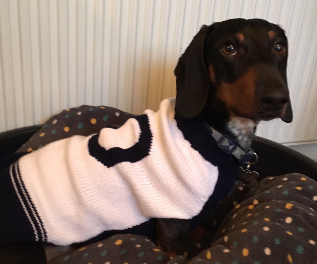 Colinthesausage's tweet photo. Well I have the kit, how do I try out for the bestest football club now... four legs are better than two! #COYS @SpursOfficial https://t.co/miLKLOgcyU