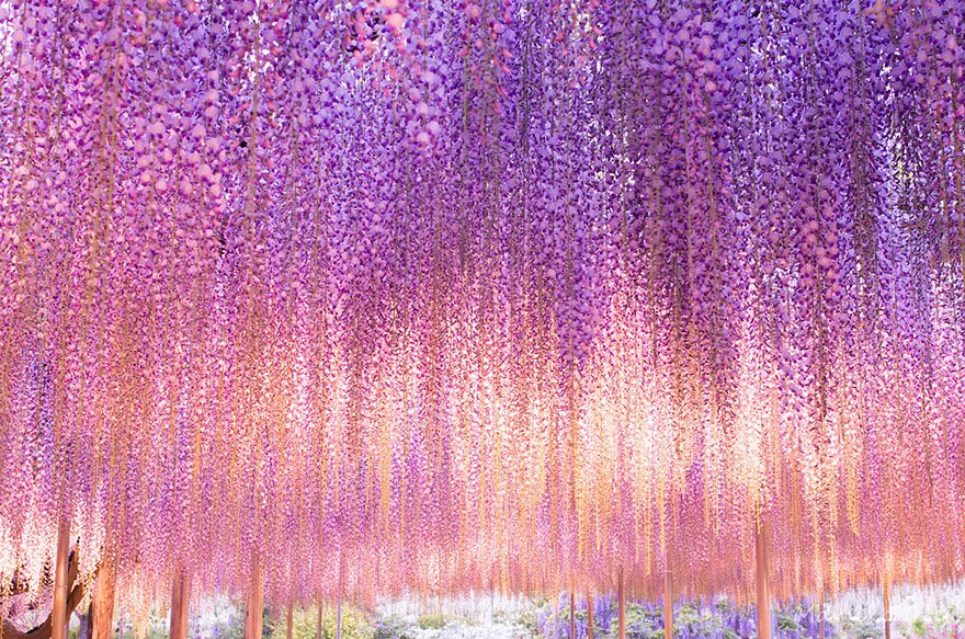 150 Year Old wisteria tree in Japan