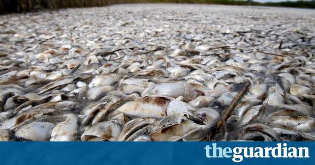 farriersbnb's tweet photo. Meat industry blamed for largest-ever 'dead zone' in Gulf of Mexico https://t.co/orvbN3y1n6 https://t.co/XaXPRytbpj