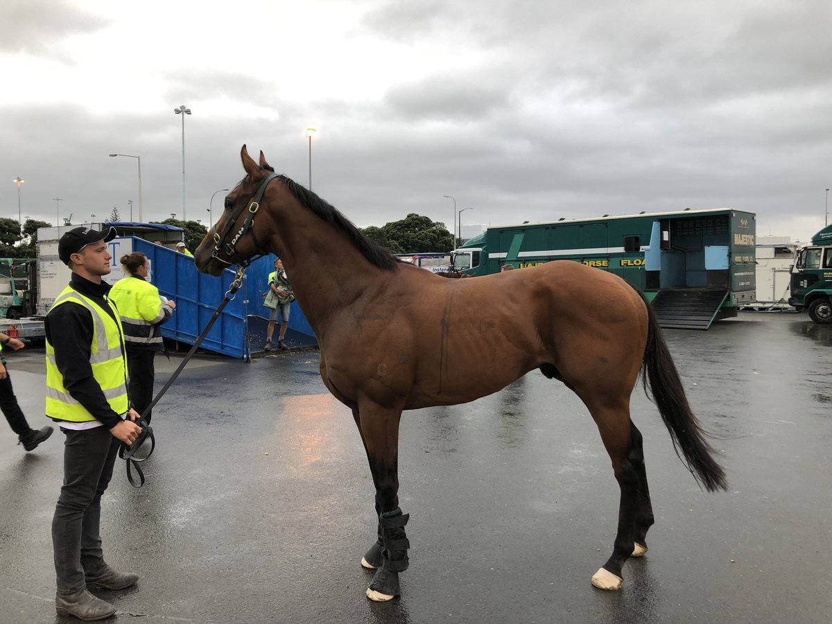 KarakaChat's tweet photo. The @lindsayparkrace-trained #LongLeaf has crossed the Tasman and landed safely with NZB Airfeight โ๏ธ. The @CurraghmoreNZ #Karakagrad will be taking on the Karaka Million 3YO Classic this Saturday at @Ellerslie_Races. #FlyingFirstClass https://t.co/hLJczxdHOJ