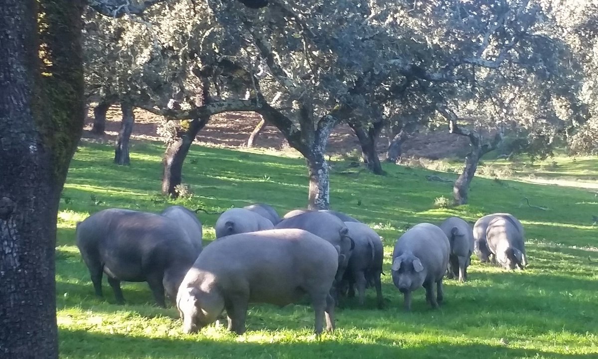 Seguimos de #montanera en la Sierra de Huelva.
#ibericosdebellota