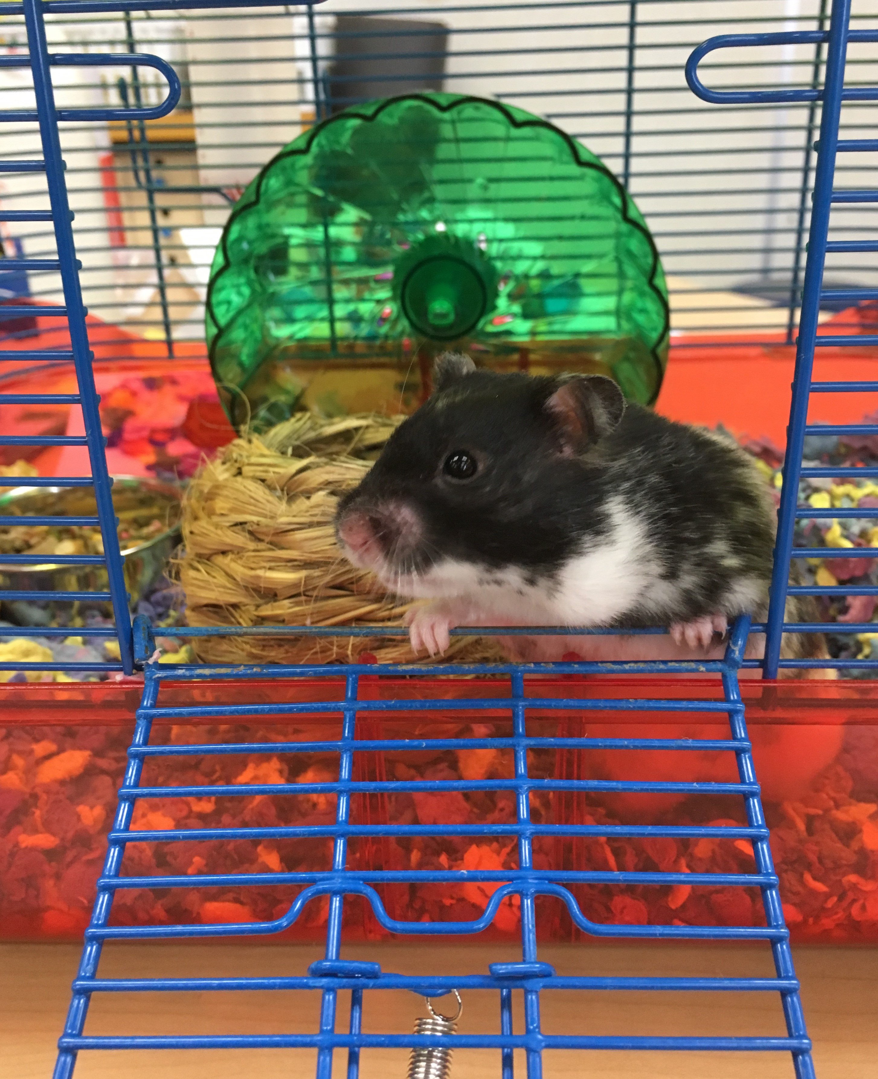 St. William on Twitter: "Meet Kitty Kat!! The Grade 1 Classroom Hamster!! She is a little #classhamster #hamsters https://t.co/pwrs9iHg0P" / Twitter