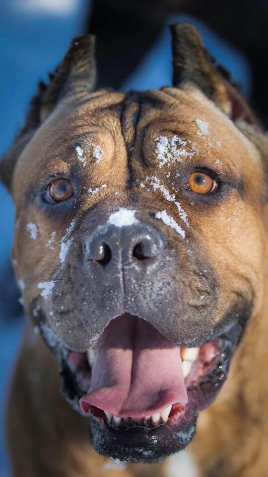 mycanecorso's tweet photo. Photo By Rachel Pretsch #mycanecorso #tcccoa #canecorso #canecorsoclubofamerica #canecorsocool #italianmastiff #corsolover #canecorsofamily #corsolife #corsocool #koolcanecorso #canecorsosnowday https://t.co/wKR3uMIxgT