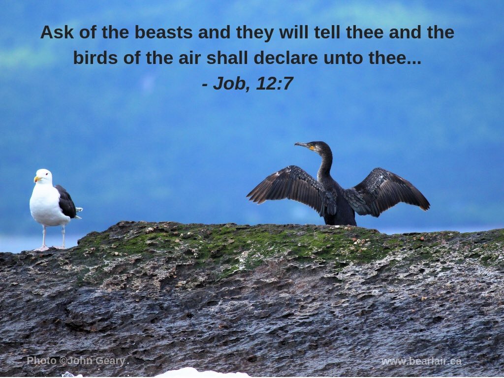 #WednesdayWisdom from the book of Job. Gull and #cormorant from #CapeBreton. #inspirationalquote #WildlifeWednesday #wildlifewisdom