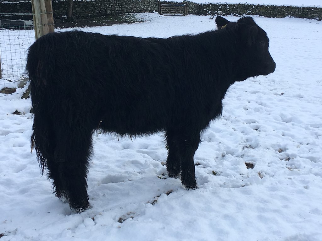 GarethRhyd's tweet photo. Out #wintered #welshblacks #berwynmountains #RhydGethin #NativeBreeds https://t.co/Z0axaMYNvu