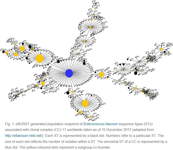ISAC_world's tweet image. This review article by Lee &amp;amp; colleagues explores antimicrobial-resistant CC17 #Enterococcusfaecium and its impact on #publichealth.

Read the full text @ Journal of Global Antimicrobial Resistance:
bit.ly/2B7aG9Q
#AntibioticResistance #Epidemiology