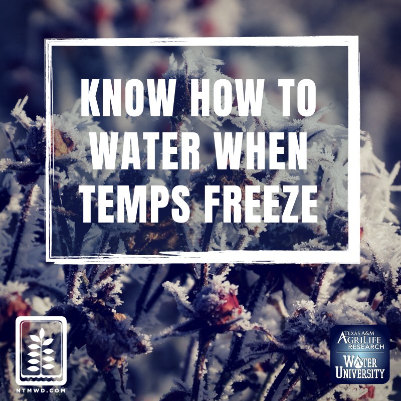 NTMWD's tweet image. #NorthTX &amp;amp; #Winter are so on-again-off-again. ❄ @AgriLifeWaterU shows you how to water, if needed. #ProtectPlants They've got a full list of tips for how to keep your yards healthy year-round *and* #ConserveWater in the process! 💦bit.ly/2S58Gbt #WednesdayWisdom