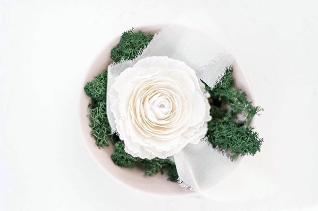 PaperSwallowEve's tweet photo. Almost 100 petals but oh so worth it. 😍⠀
⠀
Photographer - @gracepaulphotography https://t.co/udG4pkHFx2