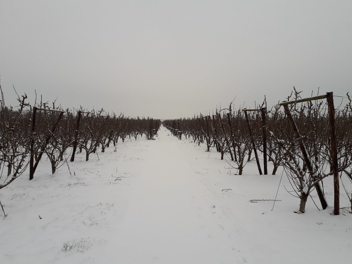 Boomgaard in de sneeuw
