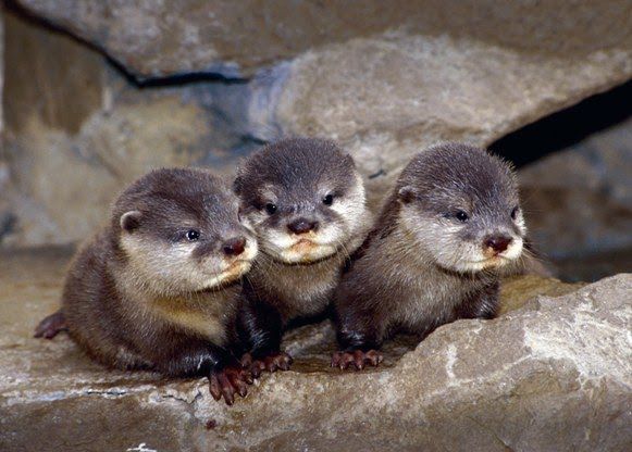 Viyan De Silva Marine Otter Iucn Red List Scientific Name Lontra Felina Conservation Status Endangered Population Decreasing Measuring 87 To 115 Cm 34 To 45 In From The Nose