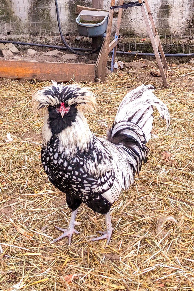 Agriturismo in Italy is a farm stay where you can just relax in the countryside or get involved in the farm.
I loved visiting <a href="/agritursolasna/">agritur solasna</a> in #Trentino where I learnt to make canederli and apple pie. And I also got to say hello to the farm animals!
#visittrentino #trentinowow