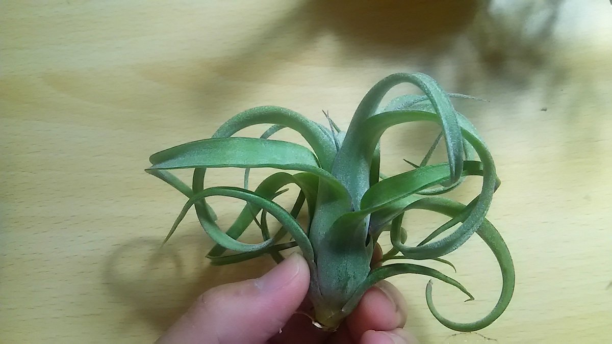 kandahayato's tweet photo. 【1/22入荷】※お取り寄せご予約品
Tillandsia Curly Slim(intermedia x streptophylla) 6980円

両親の良いとこ取りの人気種です。
大きく育てていただきたいです。

#チランジア #ティランジア #エアープランツ  #tillandsia #Curlyslim https://t.co/ikaFyyqMIG