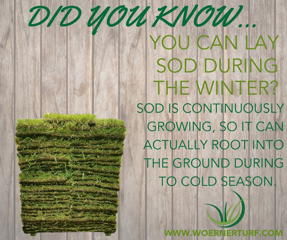 WoernerTurf's tweet photo. Did you know that you can lay sod during the winter? Sod has a root system that is continuously growing. Just because the color may not be green doesn't mean it is dead. #WoernerTurf https://t.co/verEsD7z1w