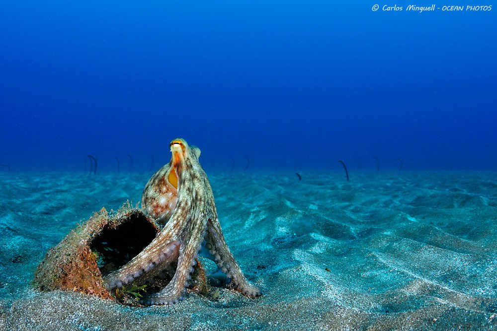 CarlosMinguell's tweet photo. Young common #octopus in #GranCanaria (#canaryislands - #Spain) by @cminguell #uwphotography #underwaterpics #underwaterphotography #diving #nature #sand #cephalopod #molusc #oceans #scuba #diving #sea #atlantic #stopoverfishing https://t.co/PLYeHSdaa1