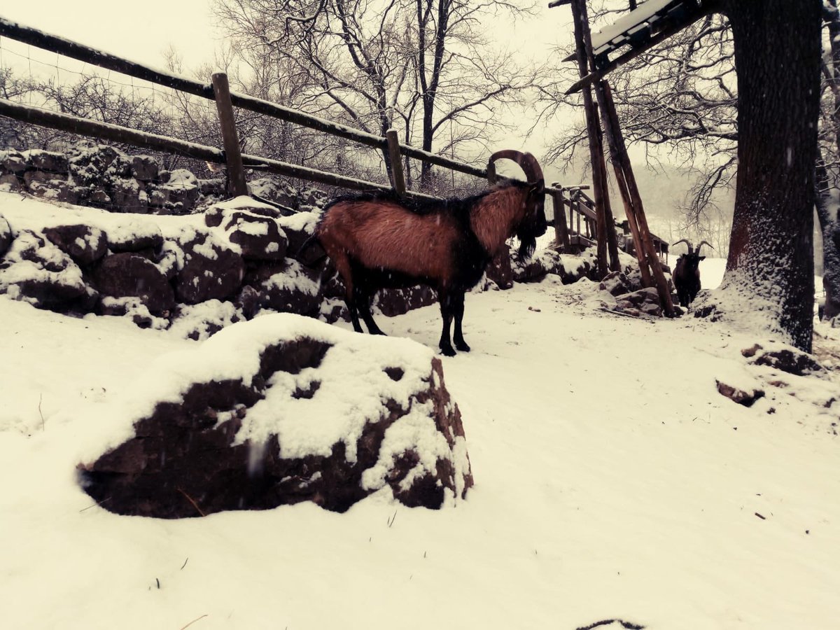 ramaderescat's tweet photo. 🌨 Avui al #PallarsJussà , al #Berguedà i a la #Cerdanya https://t.co/NDMezwSynm