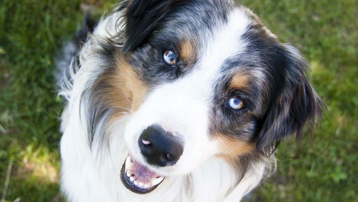 Bfmtv On Twitter Le Berger Australien Nouveau Chien