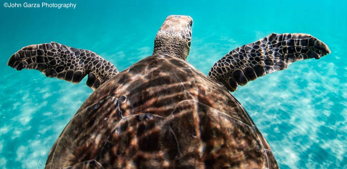 Just be like a turtle: 
Trust the current and go with the flow 🐢
#WednesdayWisdom