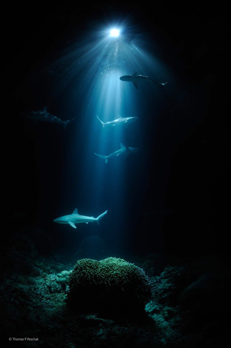 WickedParamour's tweet image. You wouldn’t
want to dive into
my darkest blue..
It is dangerous there,
beyond the depth of words
where hungry creatures nip
at my consciousness
with sharpened teeth..
Rows and rows of jagged thoughts..
Hope is sawn to bits..
I am blood and bone
tossed to despair..
#Ashverse