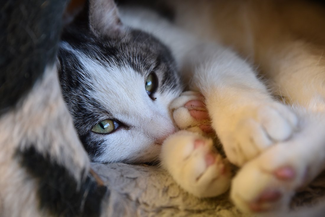ESBdressage's tweet photo. It is nice to sleep no matter if you are an animal or a human being! #cats #SleepingBeauty #keepaneyeopen https://t.co/dFve7eiq8w