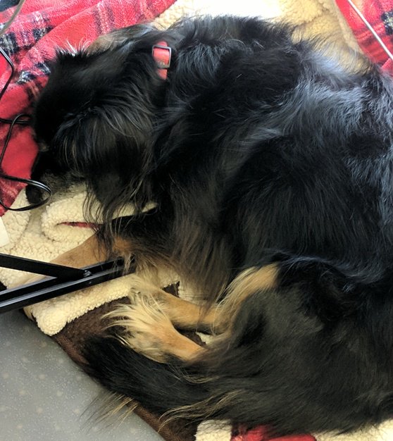 CompuScripts's tweet photo. With so many #CourtReporters and #Videographers to schedule, #DepositionTranscripts to produce, and #Videoconferences to host, our office staff is really busy today! (Well, most of the staff is busy.) #OfficeDog #NapTime https://t.co/Qn8rhaEVLA