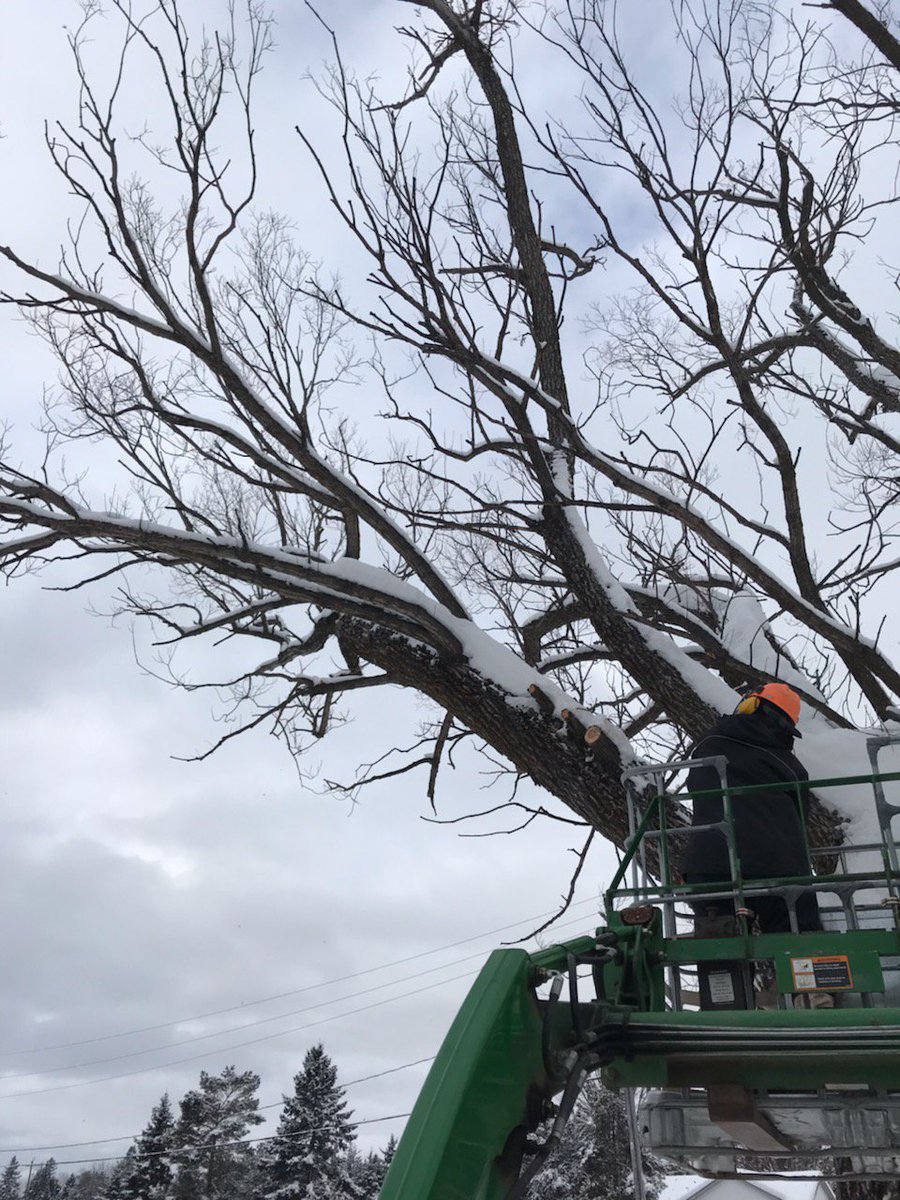 SuperPiperTBay's tweet image. Old willow going down easy, lots more rot than expected. #safetyhazard #FWCC #messy