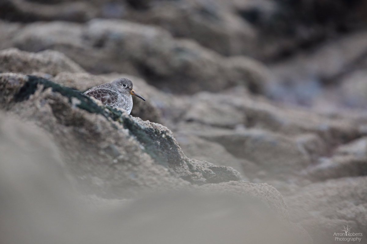 Great to get close to this Purple Sandpiper on a recent trip to Cornwall <a href="/BBCEarth/">BBC Earth</a> <a href="/BBCSpringwatch/">BBC Springwatch</a> @wildlife_uk