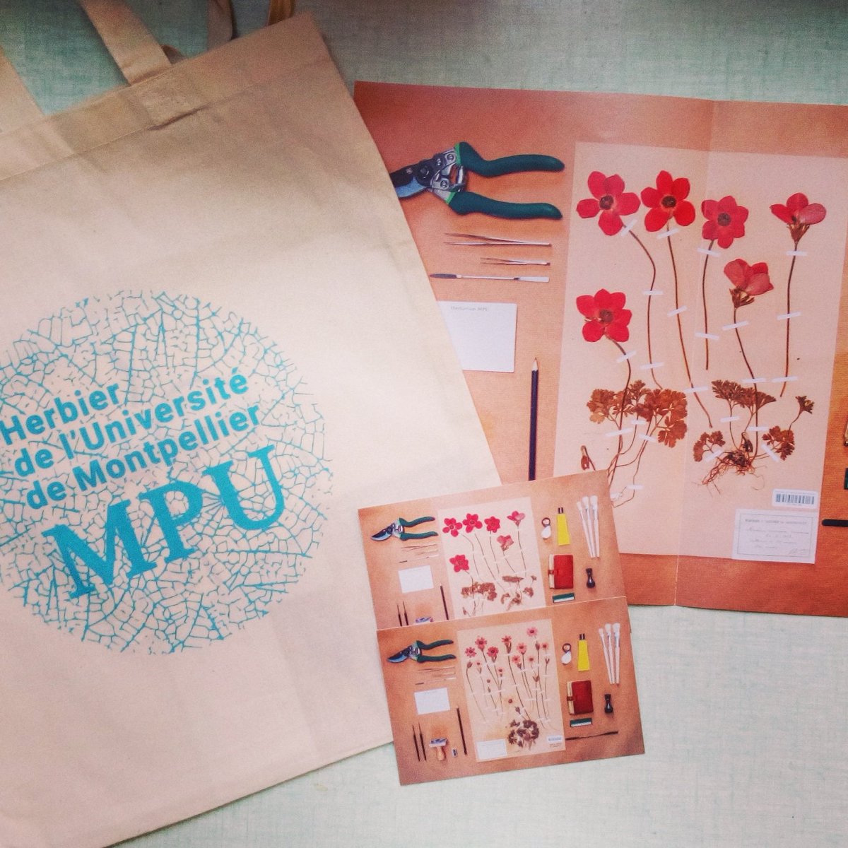 #MERCI aux donateurs qui ont permis de préserver l'#herbiermpu  Les contre-parties sont en cours d'envoi!  Merci également à toutes les personnes qui nous ont accompagnés et conseillés pour rendre ce projet possible #herbarium  #herbier #donation #mecenat <a href="/Commeon_/">Commeon</a>  #patrimoine