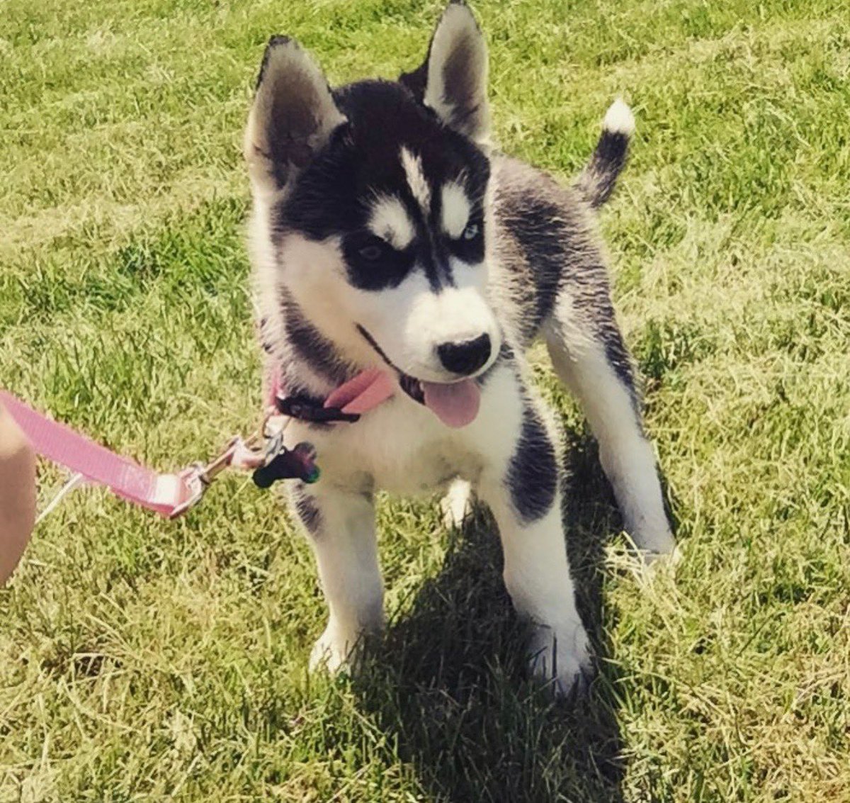 05_blake's tweet photo. @MadLib01 Luna at 3 months and then 3 years old https://t.co/lmOfLfUiKM