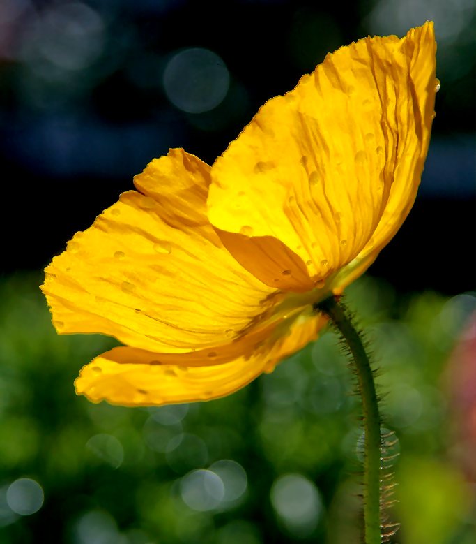 Good Afternoon Twitterverse.
I hope all is well in your worlds.
✨🌸🌹🦋😊😇😊🦋🌹🌸✨