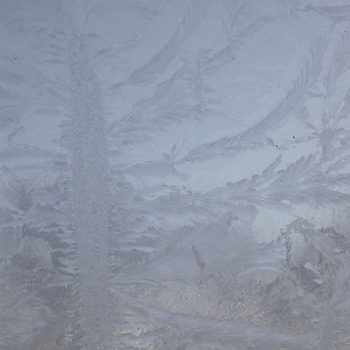 KarenTrewin's tweet image. Frosty morning!  #icepatterns #whenisspringplease #stayindoors
